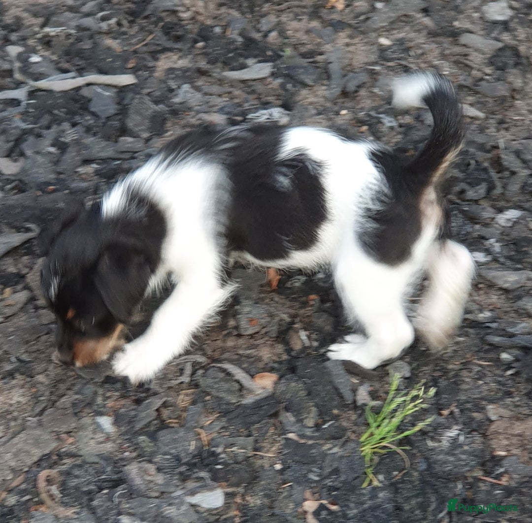 Jack Russel Terriër honden te koop: Lieve ruwharige JACK RUSSELTJES Laagbenig, dď - Afbeelding 31