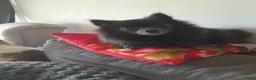 Pomeriaan honden te koop: Pomeriaan  - Advertentie 9
