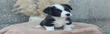 Welsh Corgi Cardigan 4