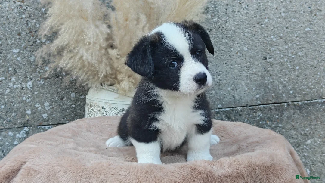 Welsh Corgi Cardigan honden te koop: Welsh cardigan corgi pups in Eersel - Advertentie 6
