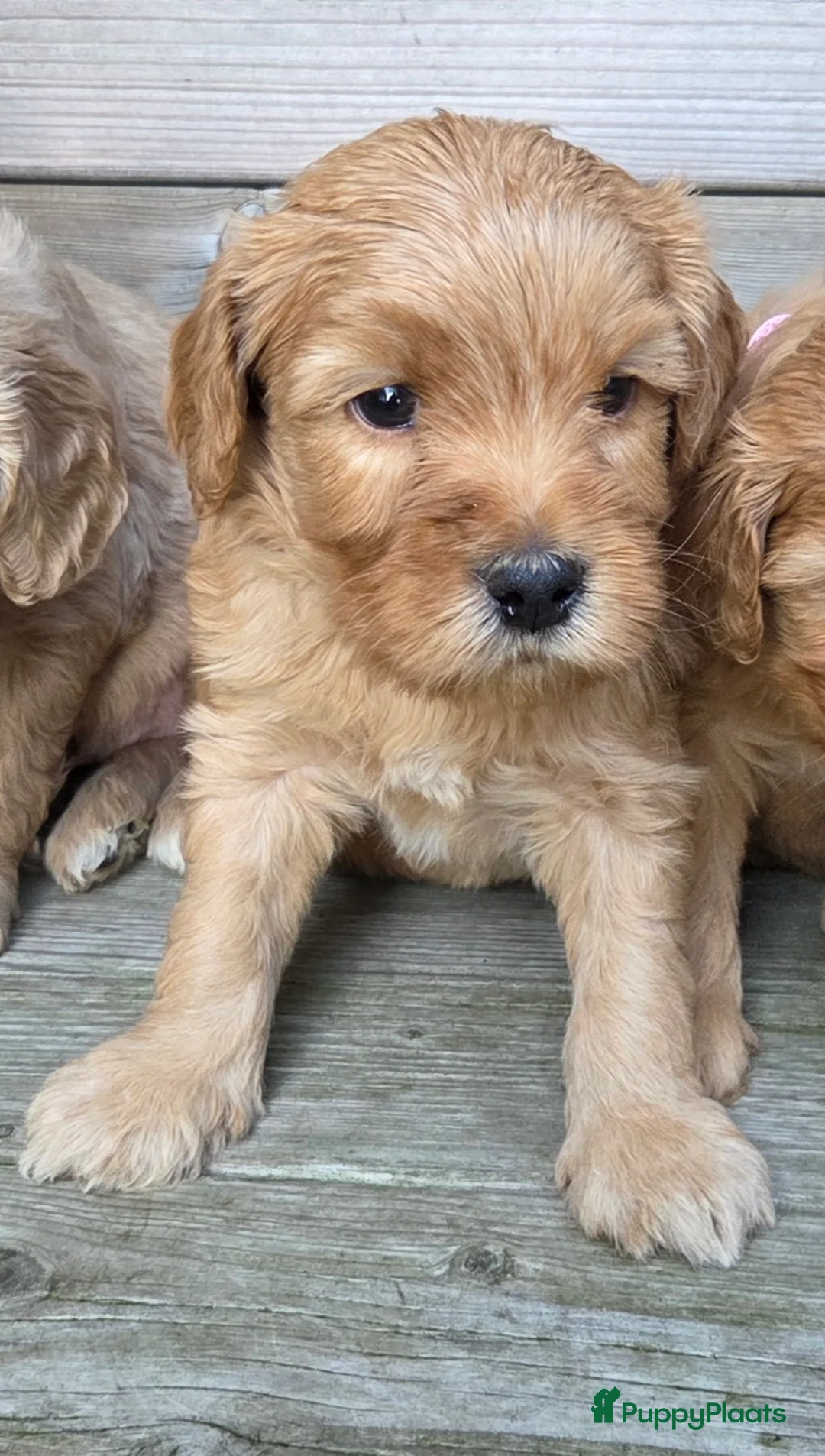 Kruising honden te koop: Labradoodle x Goldendoodle pups - Advertentie 5