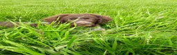 Friese Stabij honden te koop: Bruinschimmel Friese stabij pups: teefje en reutje - Advertentie 5