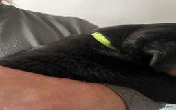 Rottweiler honden te koop: Prachtige super knappe puppy’s  in Haps - Afbeelding 11