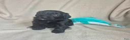 Kruising honden te koop: Lieve mini boompoo  - Advertentie 5