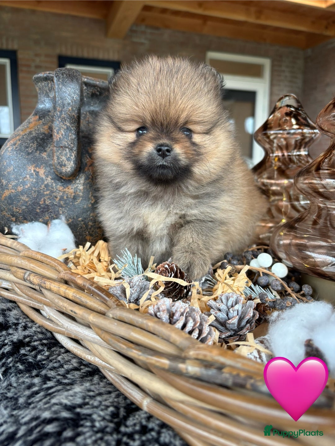 Pomeriaan honden te koop: Pomeriaan pups - Advertentie 13