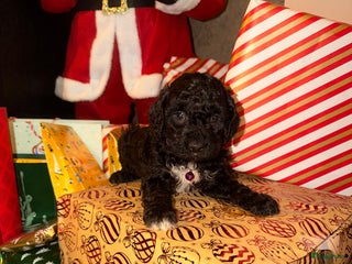 Maltipoo honden Maltipoo mini pup - Advertentie 1