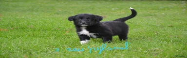 Kruising Puppy 2