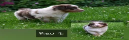 Australian Shepherd honden te koop: Australian Shepherd pups - Advertentie 5