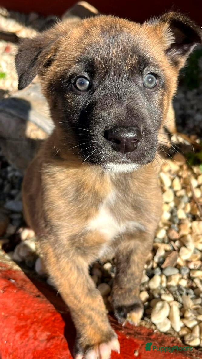 Kruising honden gerrit ook op zoek naar een vriendje  - Advertentie 1