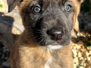 Kruising honden gerrit ook op zoek naar een vriendje - Advertentie 1