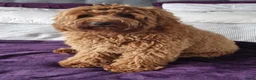 Australian Labradoodle honden ter dekking: Australian Labradoodle dekreu – volledig getest - Advertentie 8