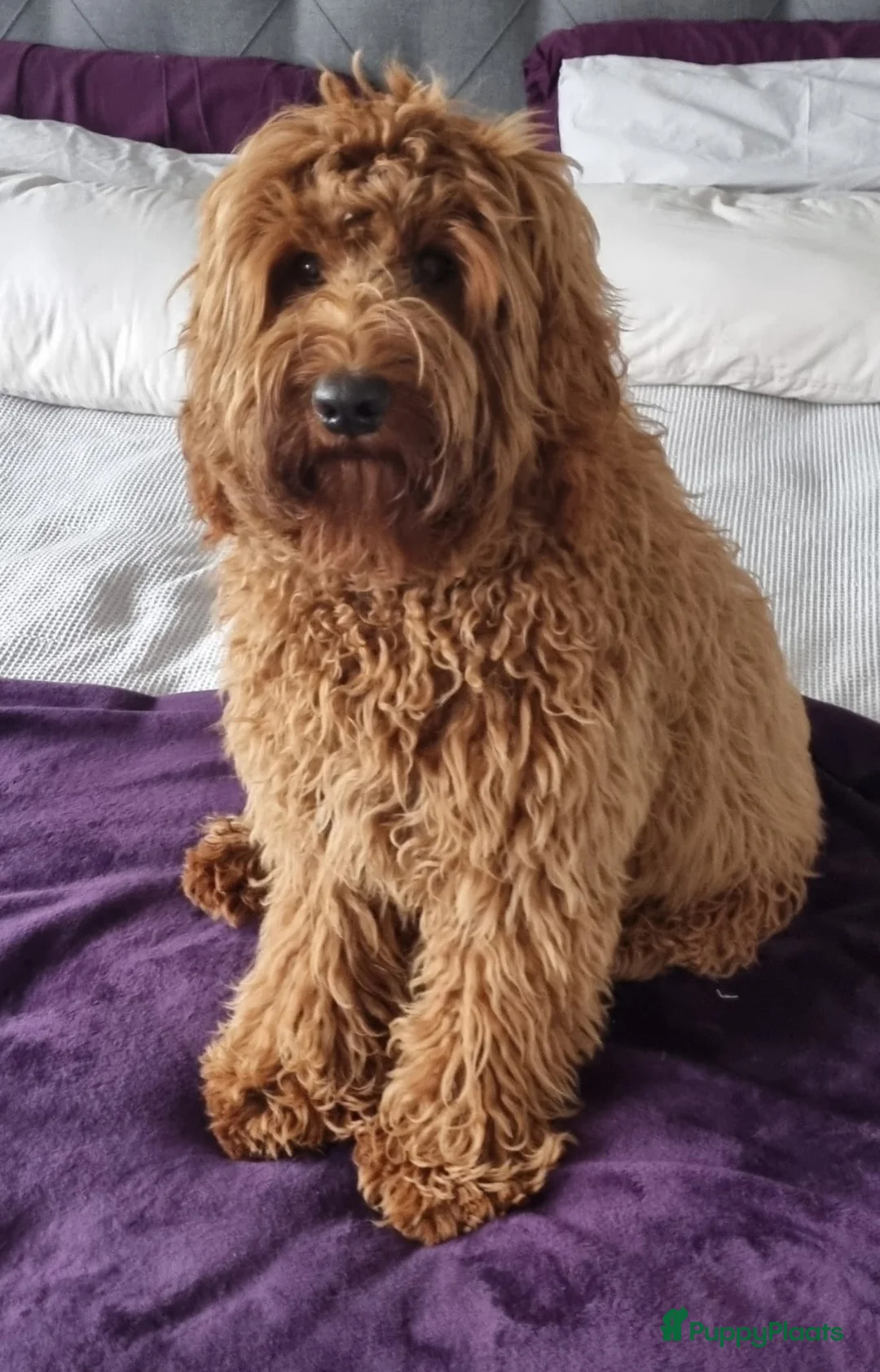 Australian Labradoodle honden ter dekking: Australian Labradoodle dekreu – volledig getest - Advertentie 8
