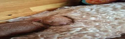 Australian Labradoodle honden te koop: Medium Australian Labradoodles  - Advertentie 13