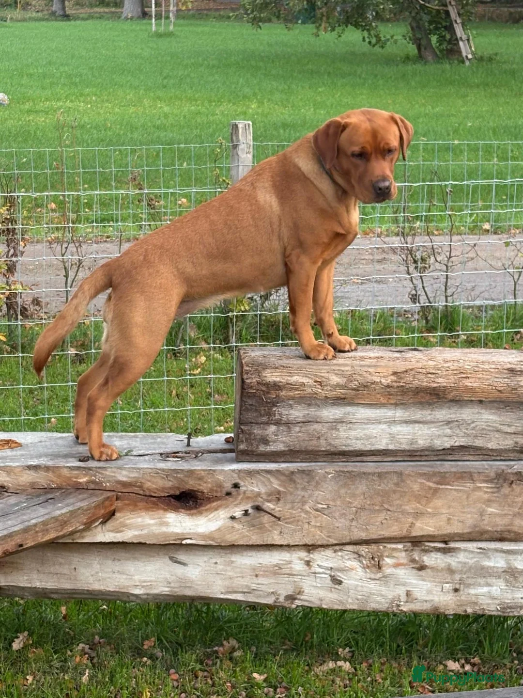 Labrador Retriever honden te koop: NEST AANKONDIGING LABRADOR PUPS - Advertentie 34