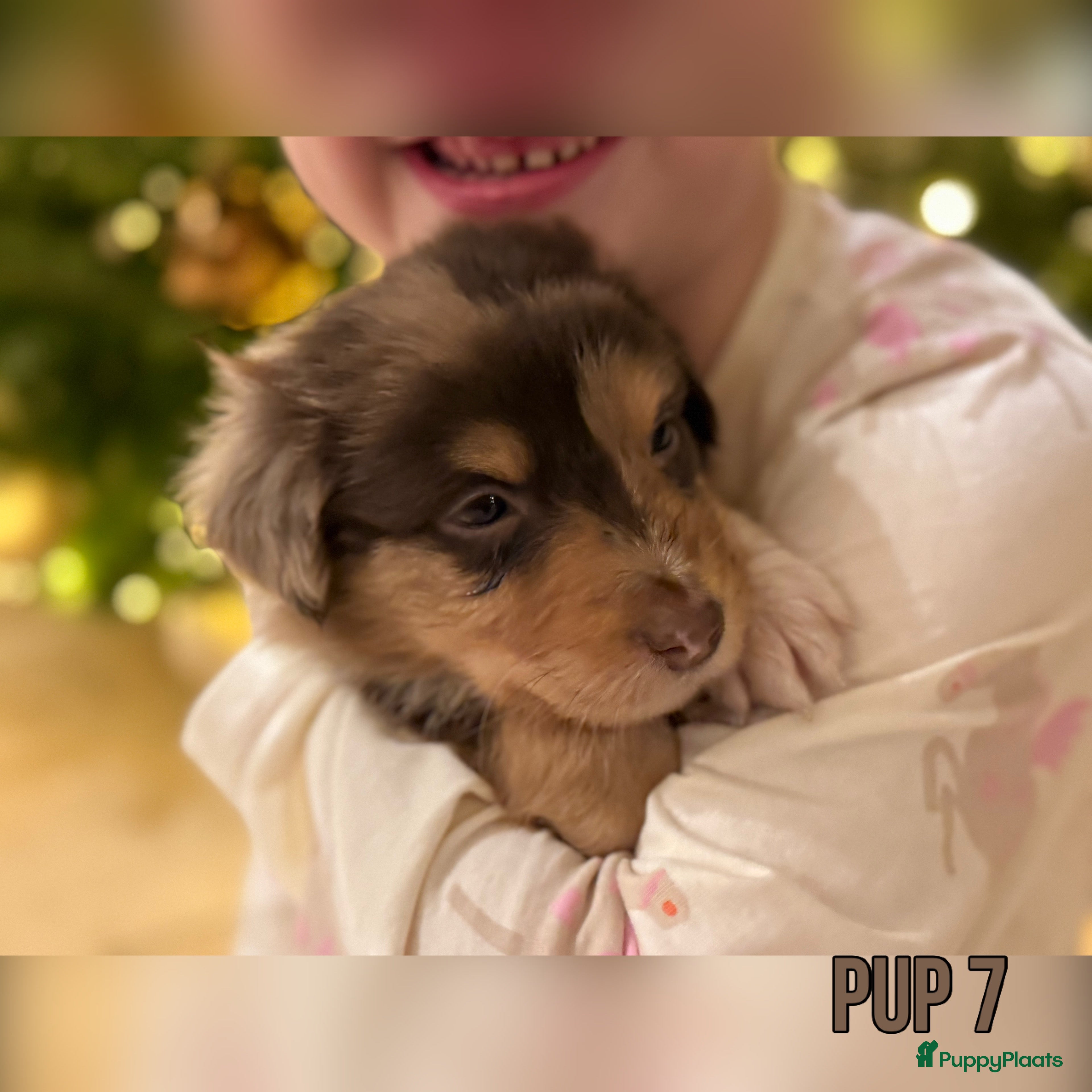 Australian Shepherd honden Prachtig nestje raszuivere Australian Shepherds - Advertentie 5