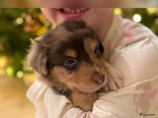 Australian Shepherd honden Prachtig nestje raszuivere Australian Shepherds - Advertentie 5