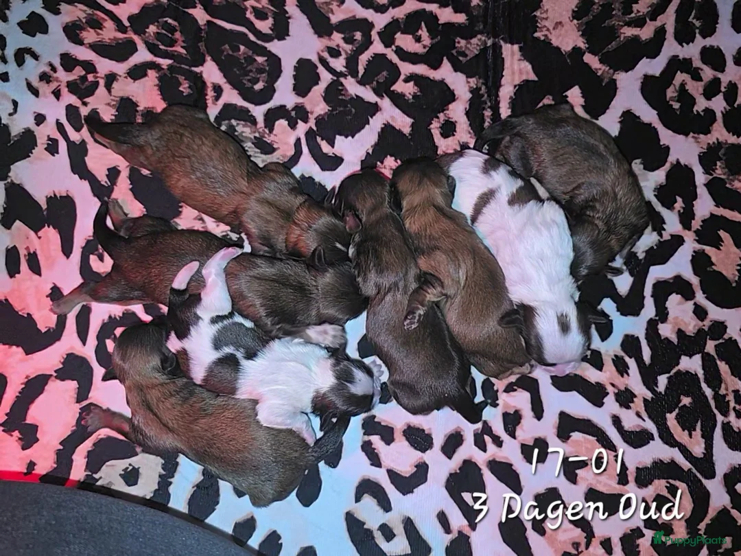 Kruising honden te koop: Boomer pups 14-1 geboren (Shih-Tzu x Boomer) - Advertentie 7