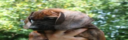 Kruising honden te koop: Bayerische gebirgssweishund - Advertentie 10