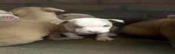 Amerikaanse Bully honden te koop: Amerikaanse pocket bully’s , met stamboom - Advertentie 12