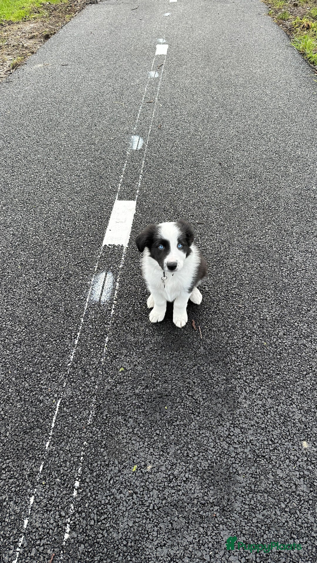 Border Collie honden ter dekking: Border Collie Dekreu in Terneuzen - Advertentie 6