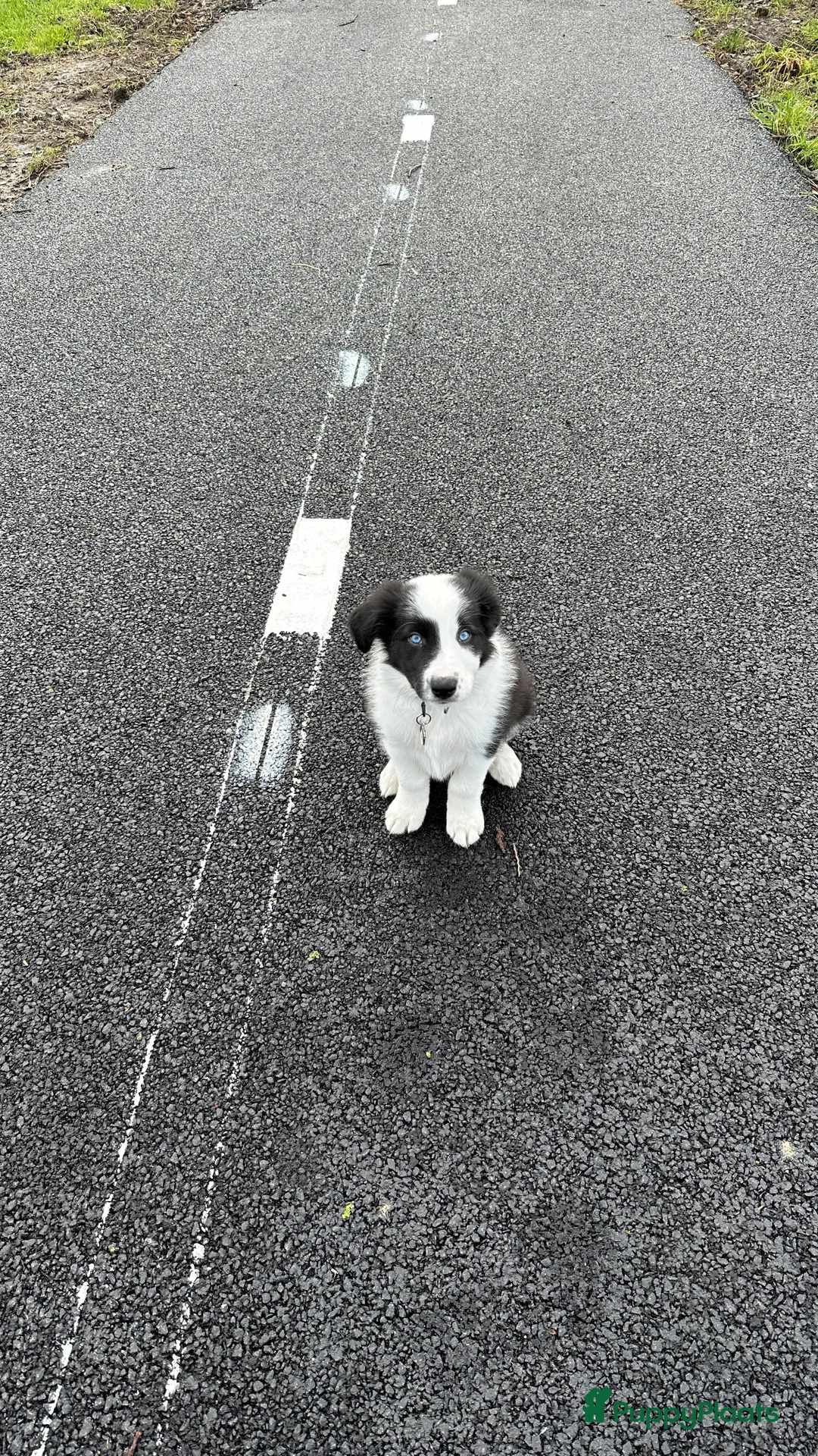 Border Collie honden ter dekking: Border Collie Dekreu in Terneuzen - Advertentie 6