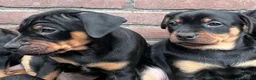 Kruising honden te koop: Carlin Pinscher Pups - Advertentie 20