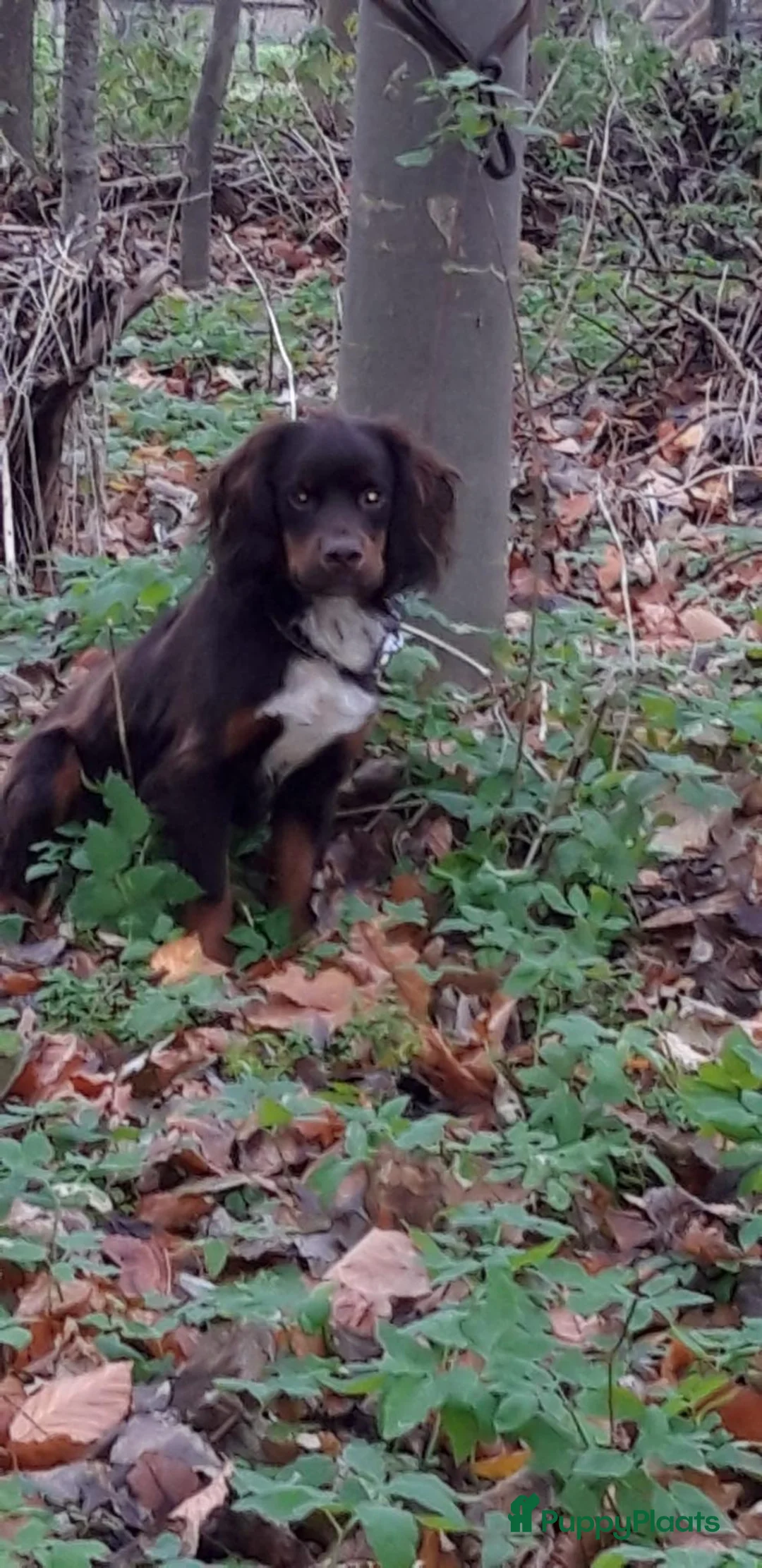 Engelse Cocker Spaniel honden te koop: Workingcocker spaniel pups te koop - Advertentie 15