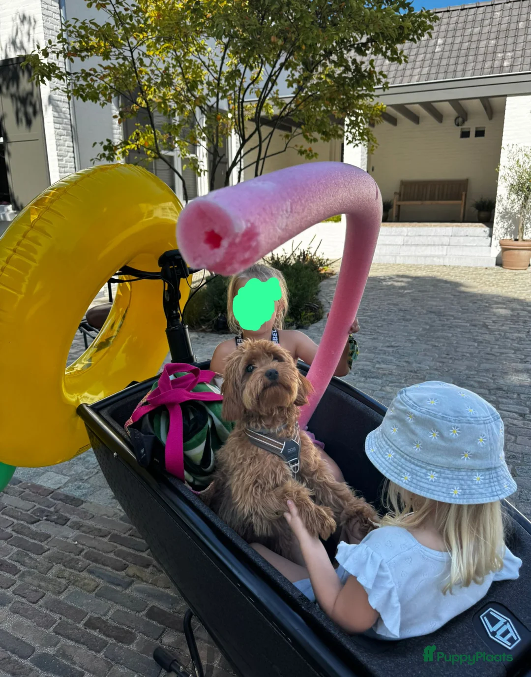 Goldendoodle honden te koop: Prachtige goldendoodle mini s  - Advertentie 12