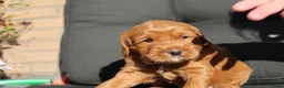 Australian Labradoodle honden te koop: Prachtige Australian Labradoodle pups in Velp - Advertentie 17