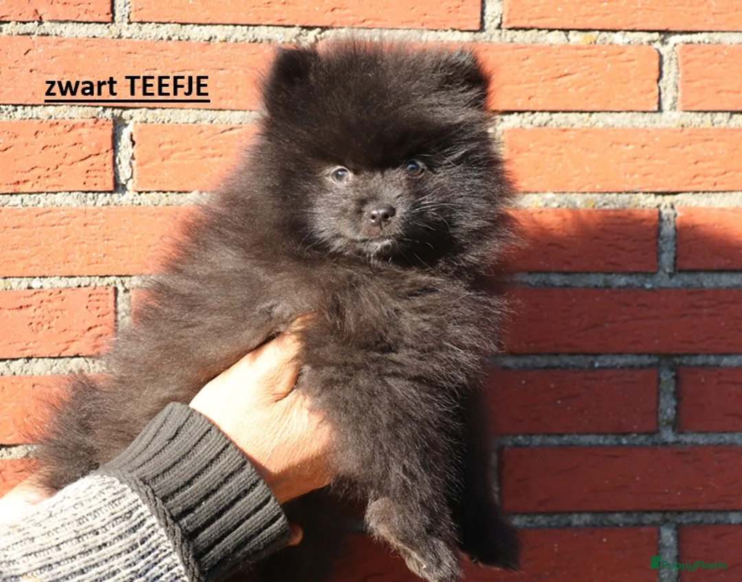 Pomeriaan honden te koop: pomeriaan pups  - Advertentie 14