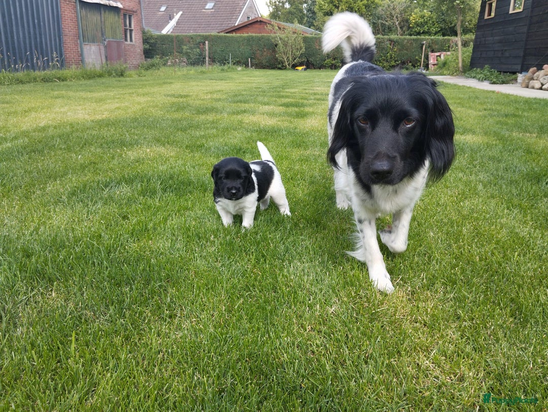 Friese Stabij honden te koop: Drie lieve Friese Stabij reutjes in Gasselte - Afbeelding 1