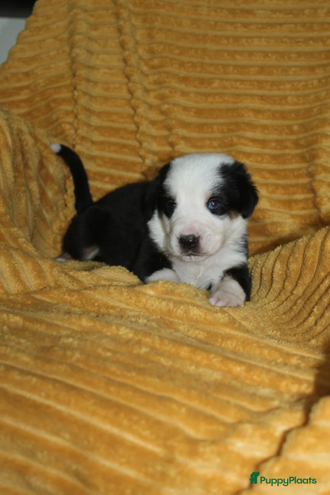 Grote Zwitserse Sennenhond honden te koop: Super leuke grote Zwitserse Sennen pups - Advertentie 18