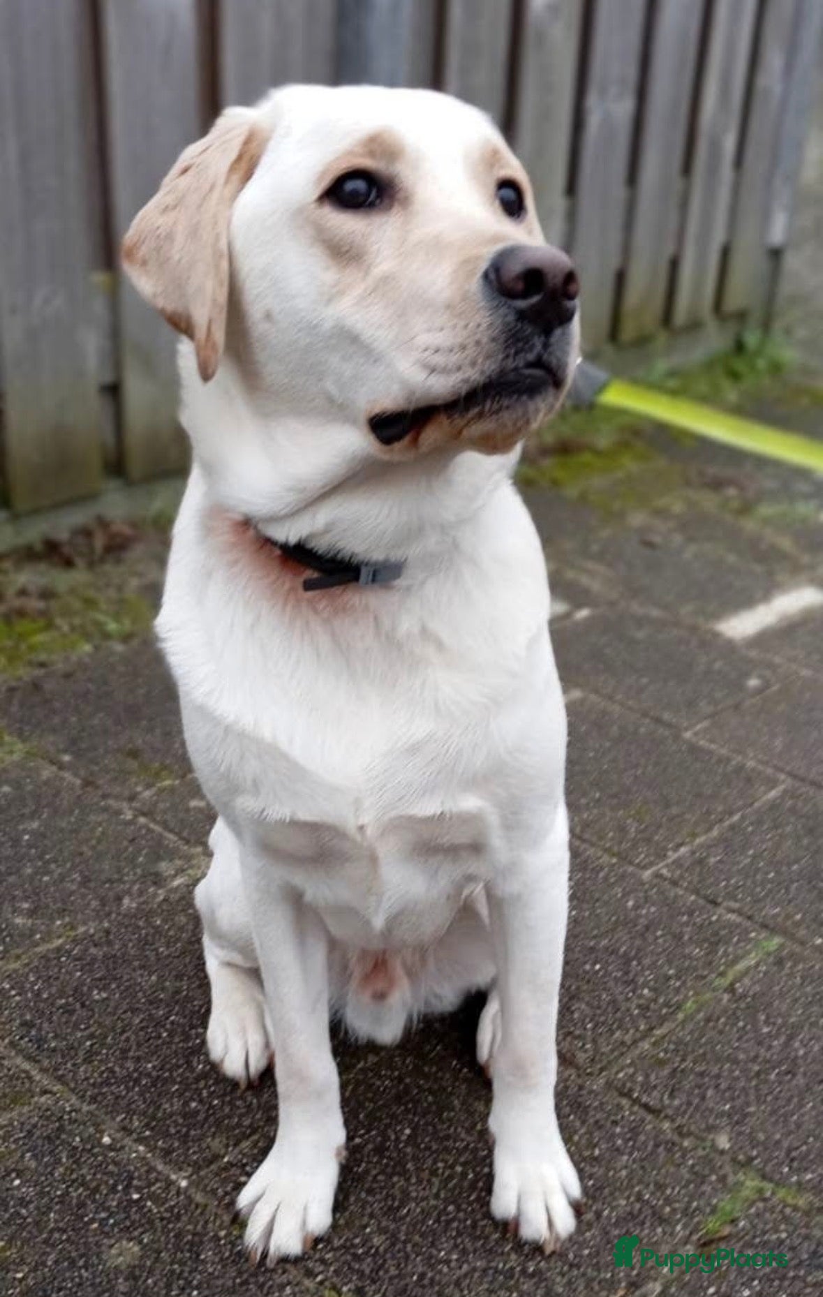 Labrador Retriever honden ter dekking: Prachtige blonde Labrador dekreu - Advertentie 2