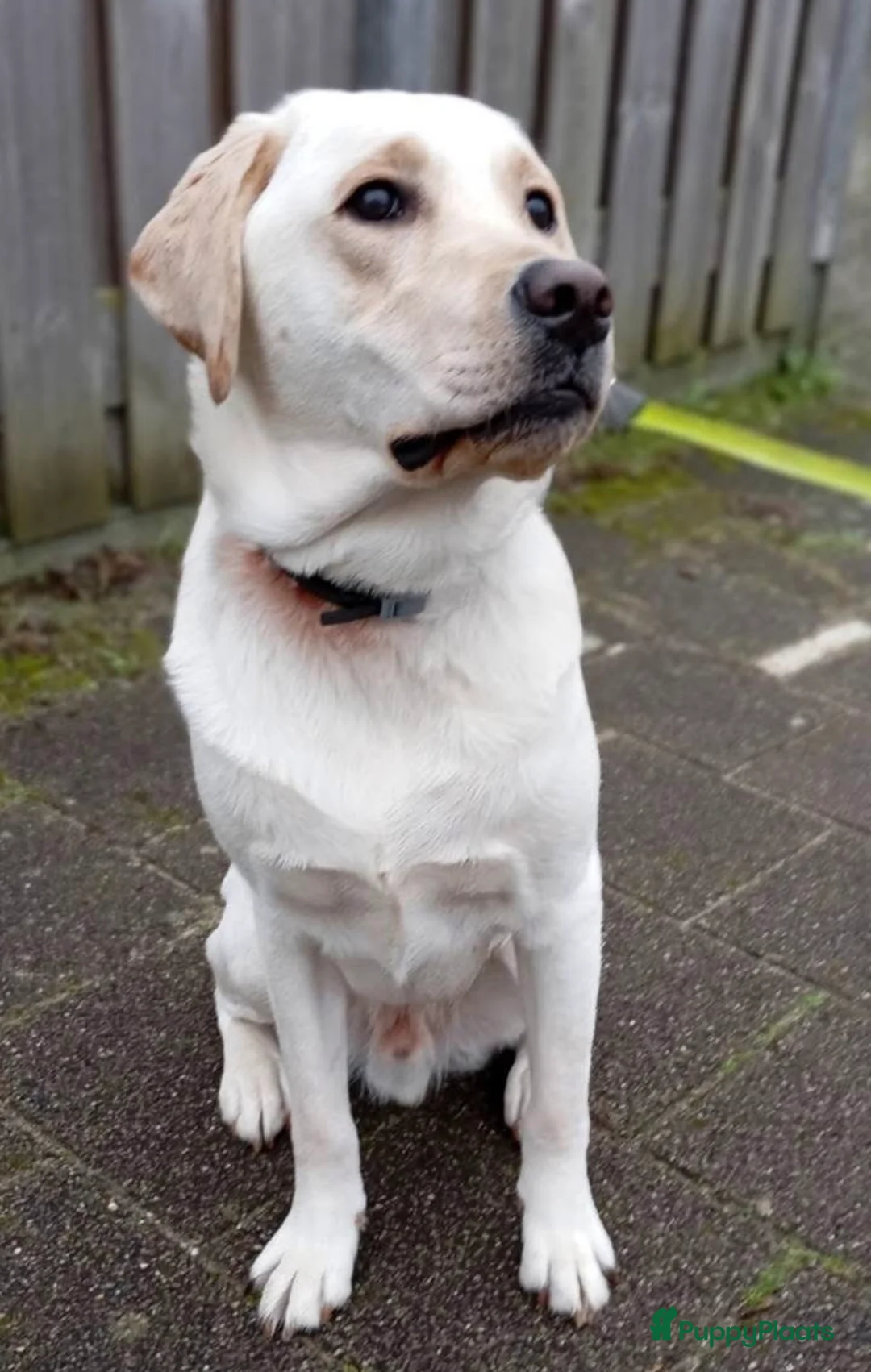 Labrador Retriever honden ter dekking: Prachtige blonde Labrador dekreu - Advertentie 1
