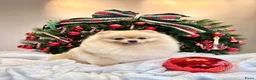 Pomeriaan honden te koop: Raszuivere Pomeranian/pomeriaan/dwergkees puppy’s  - Advertentie 16