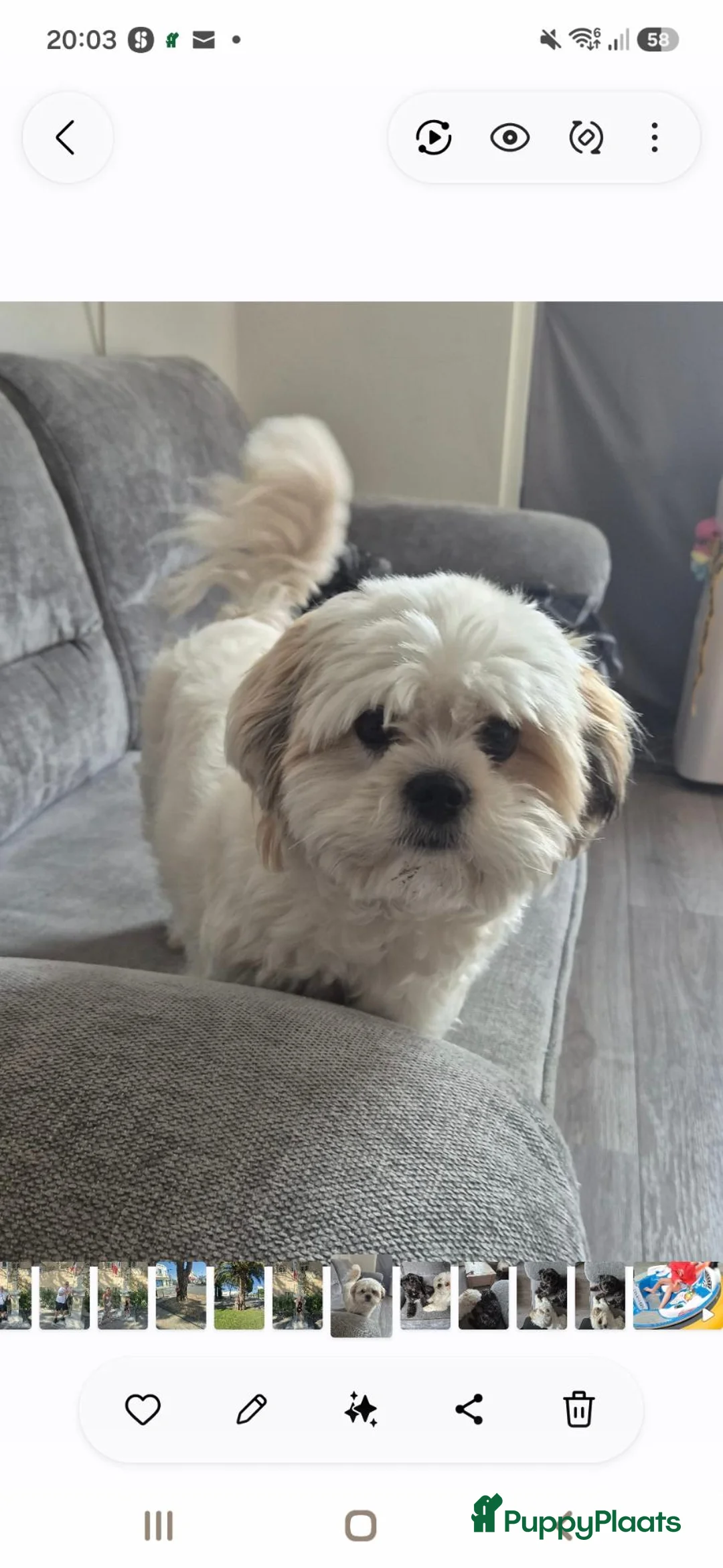 Boomer honden te koop: Lief teefje - Advertentie 2