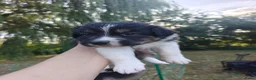 Australian Shepherd honden te koop: Australische herder puppy's  - Advertentie 9