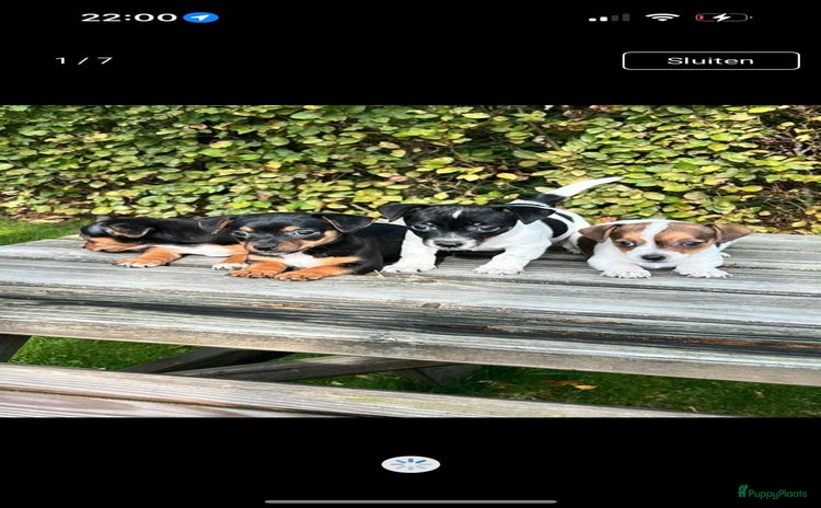 Jack Russel Terriër honden Lieve Jack Russell pups - Advertentie 4