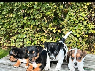 Jack Russel Terriër honden - Advertentie 5