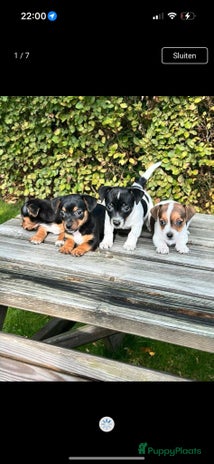 Jack Russel Terriër honden Lieve Jack Russell pups - Advertentie 4