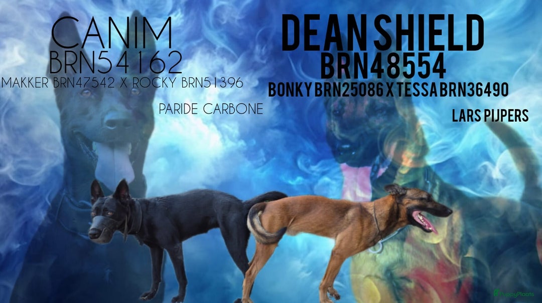 Mechelse Herder honden te koop: Mechelse herder pups mogen het nest verlaten  - Advertentie 4