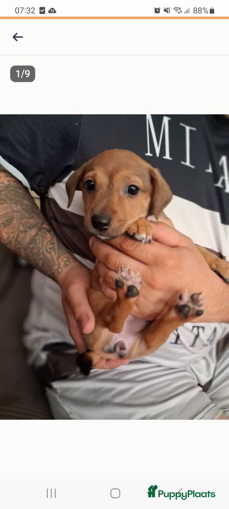 Jack Russel Terriër honden Nog 2 van de 5 te koop 2 bruine teefjes - Advertentie 5