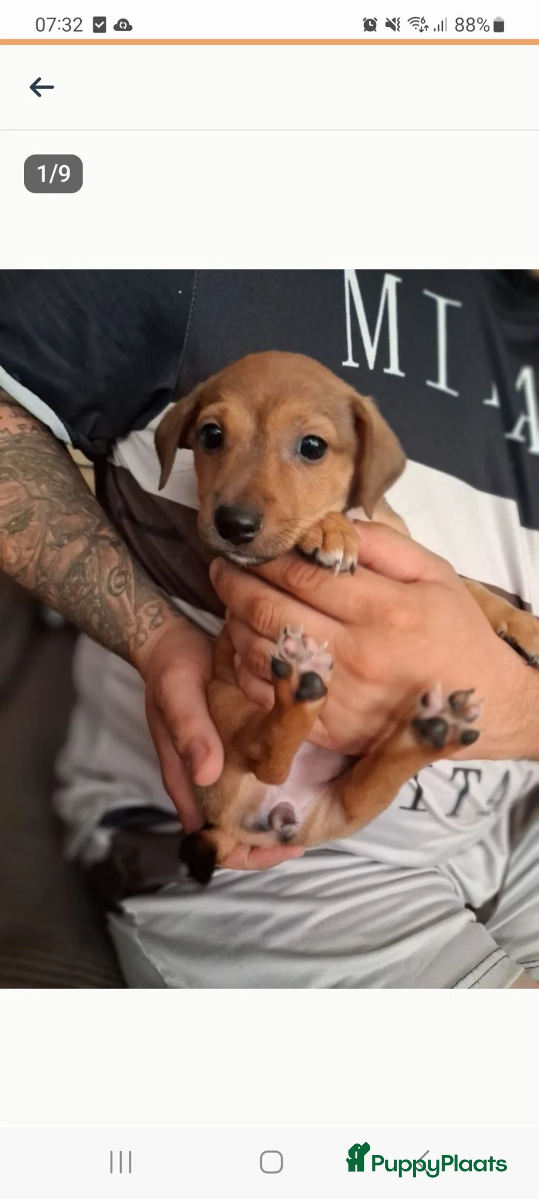 Jack Russel Terriër honden te koop: Nog 2 van de 5 te koop 2 bruine teefjes - Advertentie 1