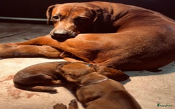 Rhodesian Ridgeback honden te koop: Rhodesian Ridgeback pups in Kootwijkerbroek - Afbeelding 8