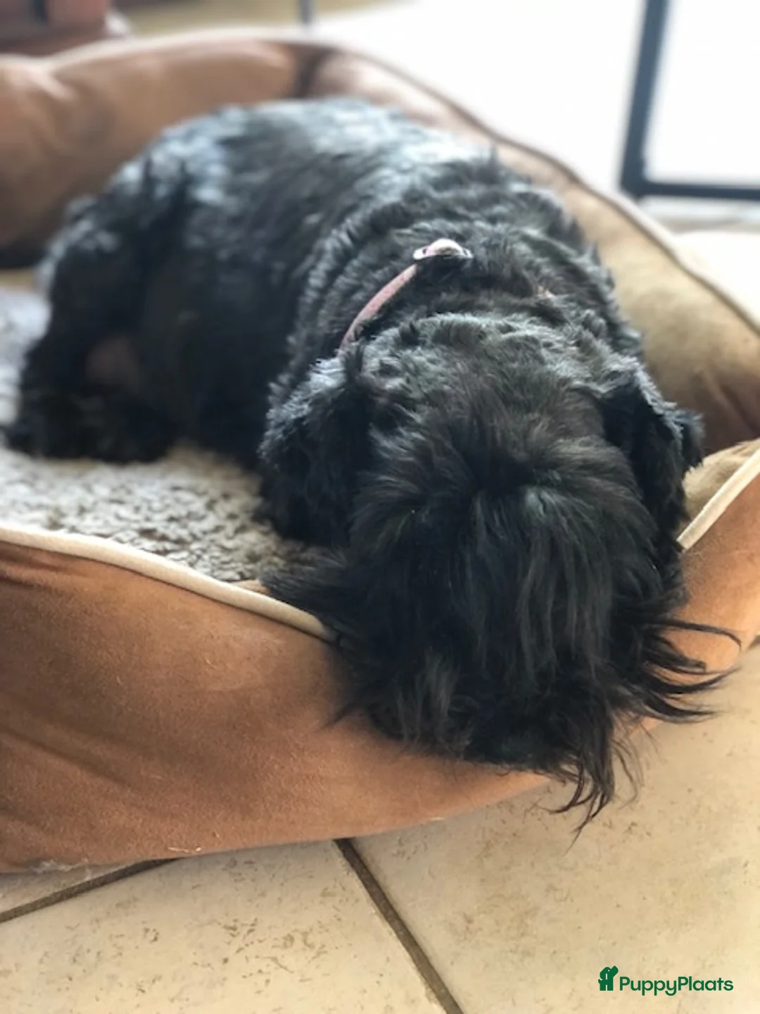 Dwergschnauzer honden te koop: Zwarte dwergschnauzer pups - Advertentie 3