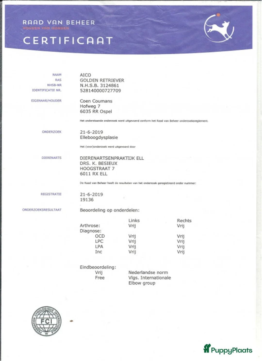 Golden Retriever honden ter dekking: Staat ter dekking Golden retriever dekreu in Ospel - Advertentie 6