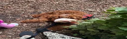 Australian Labradoodle honden te koop: Gast gezin gezocht australian labradoodle in Ittervoort - Advertentie 4