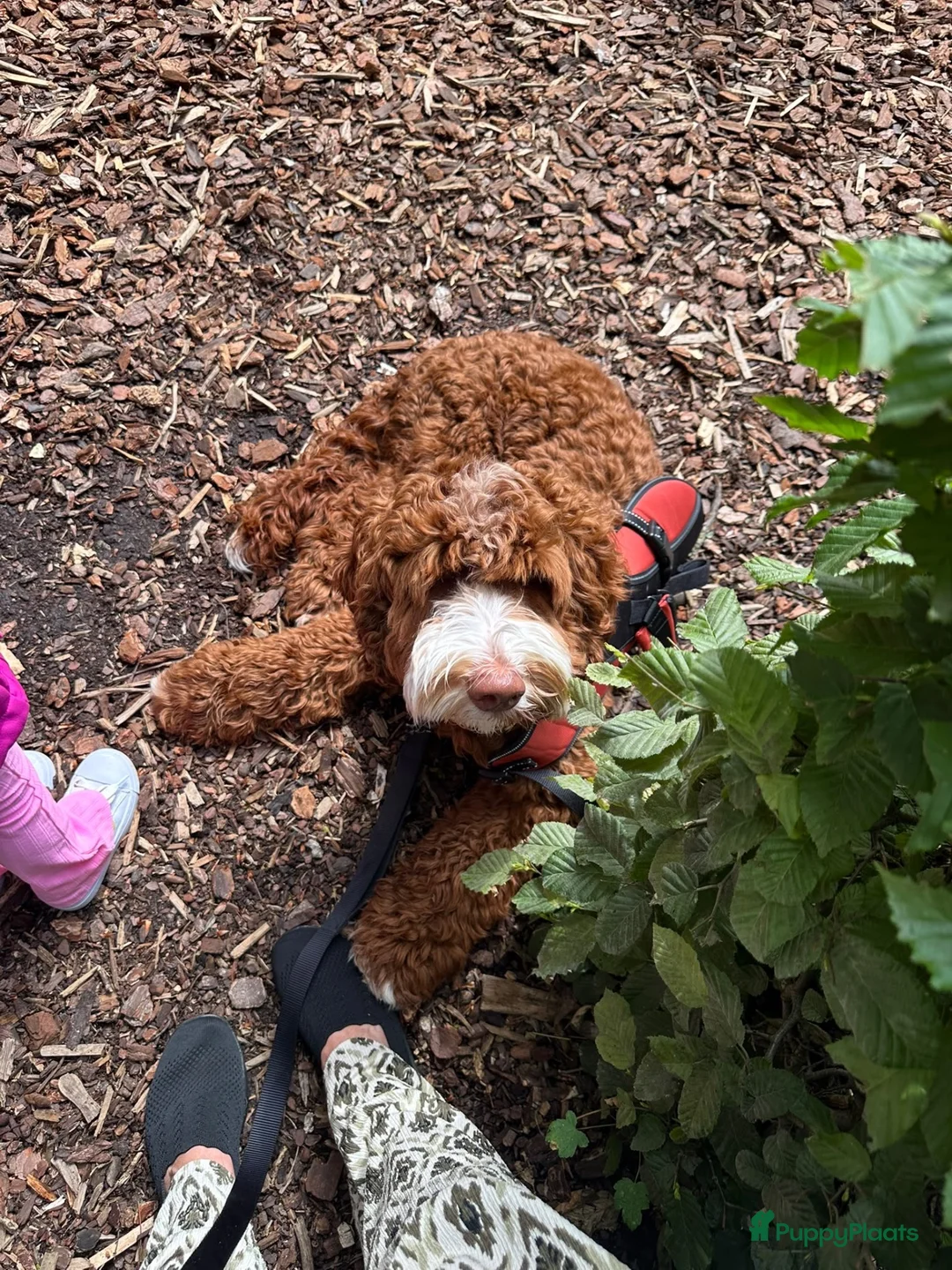 Australian Labradoodle honden te koop: Gast gezin gezocht australian labradoodle in Ittervoort - Advertentie 4