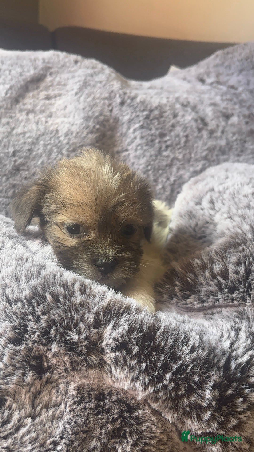 Boomer honden te koop: Super mooie klein blijvende boomer pups - Afbeelding 1
