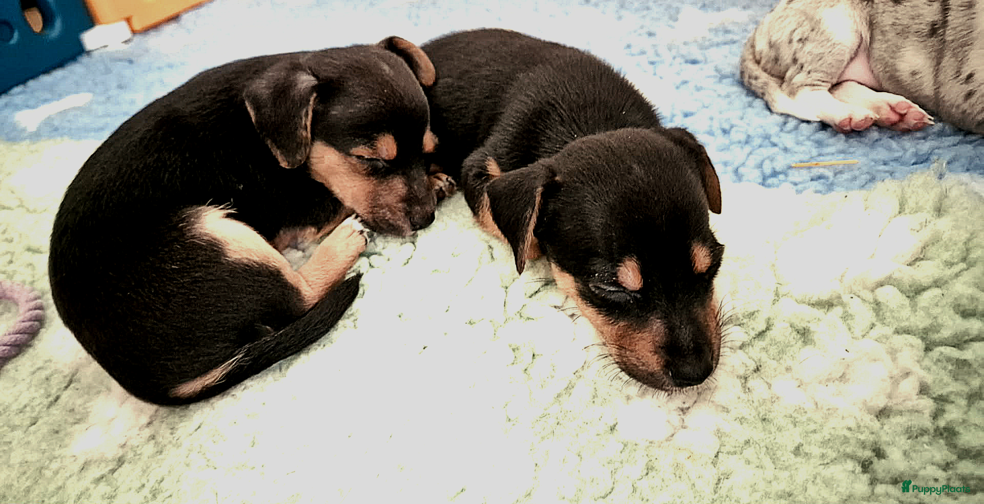 Jack Russel Terriër honden Mooie lieve jack russell pups zoeken een huisje - Advertentie 5